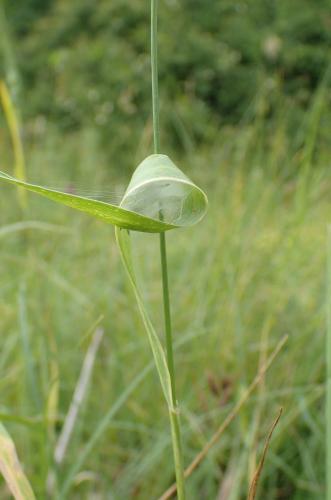 Cheiracanthium sp.